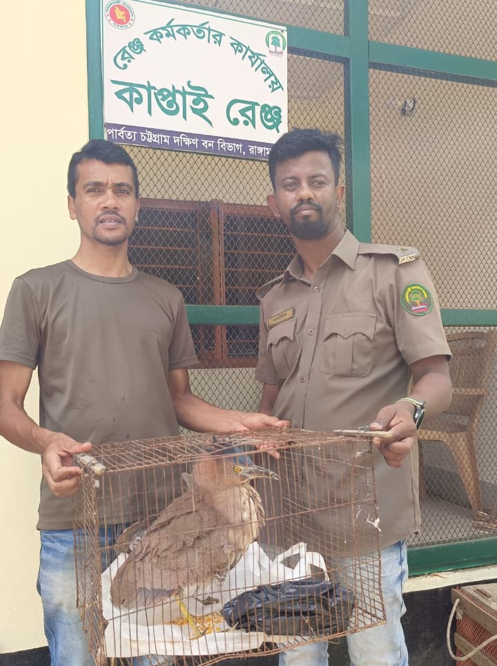 কাপ্তাইয়ে পাচারকালে বিরল ‘মালায়ন নাইট হিরোন’ উদ্ধার