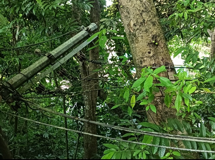 ঝুঁকিপূর্ণ বিদ্যুৎ খুঁটি, দুর্ঘটনার অপেক্ষায় রাঙামাটি সরকারি উচ্চ বিদ্যালয়